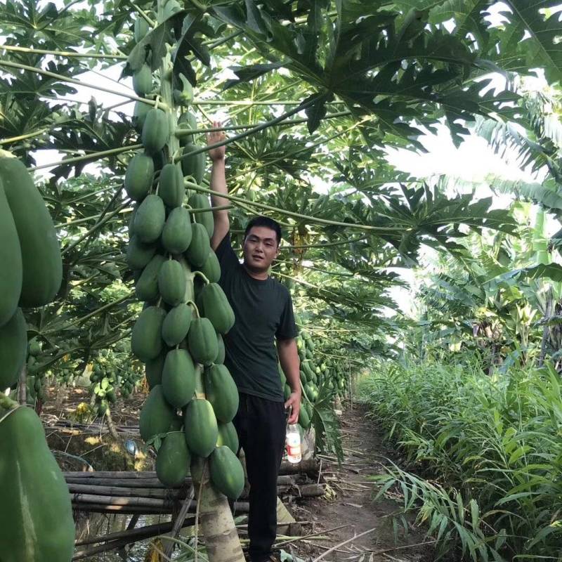 益源红肉木瓜水果木瓜组培苗无菌催芽基地直发技术指