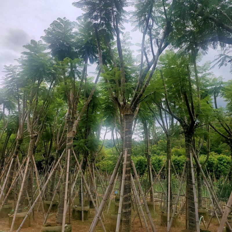 （自家基地）蓝花楹15-18公分大量供应