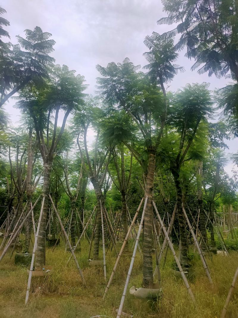 （自家基地）蓝花楹15-18公分大量供应