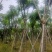 （自家基地）蓝花楹15-18公分大量供应