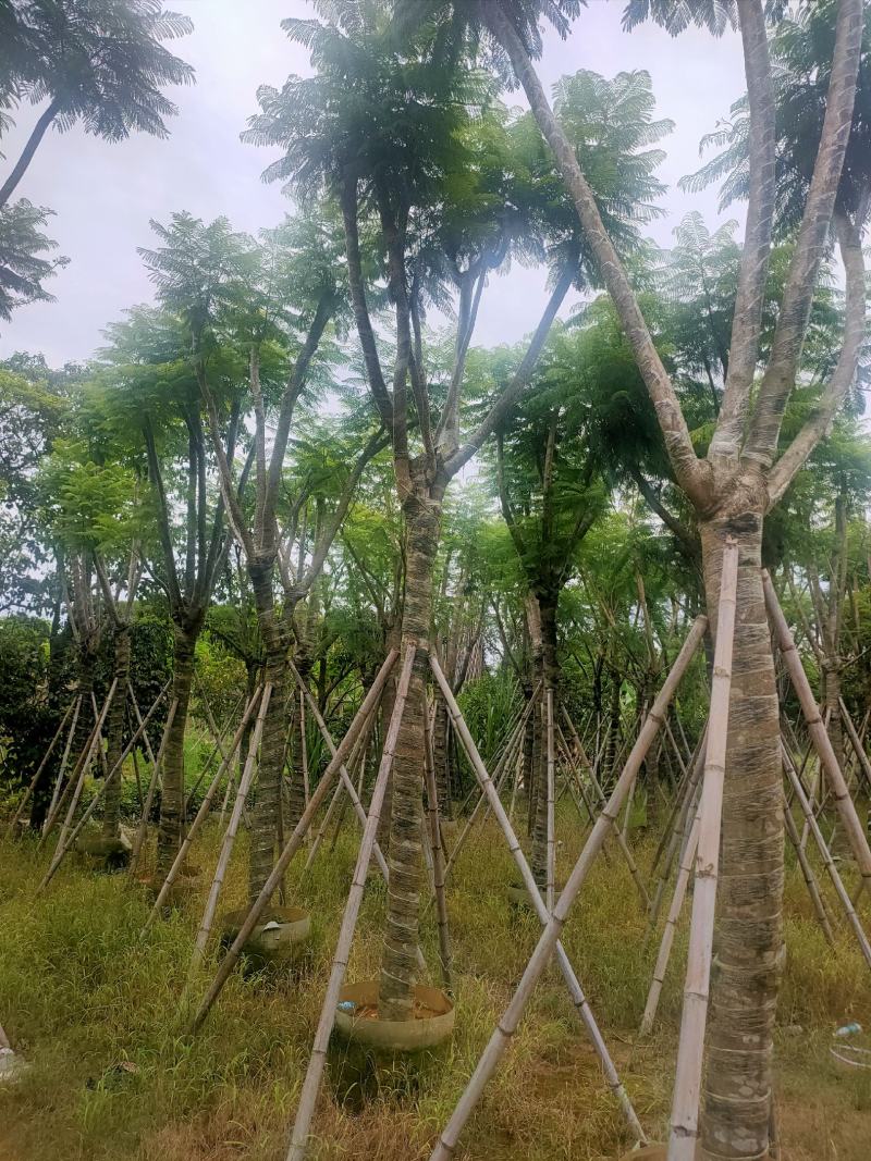 （自家基地）蓝花楹15-18公分大量供应