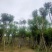 （自家基地）蓝花楹15-18公分大量供应