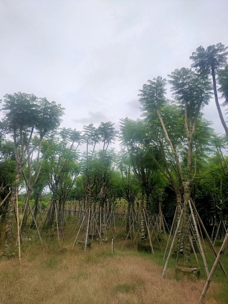 （自家基地）蓝花楹15-18公分大量供应