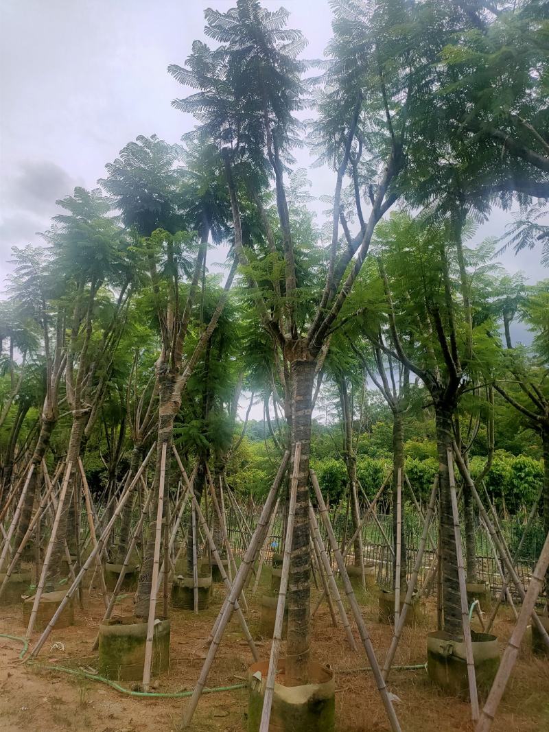 （自家基地）蓝花楹15-18公分大量供应
