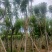 （自家基地）蓝花楹15-18公分大量供应