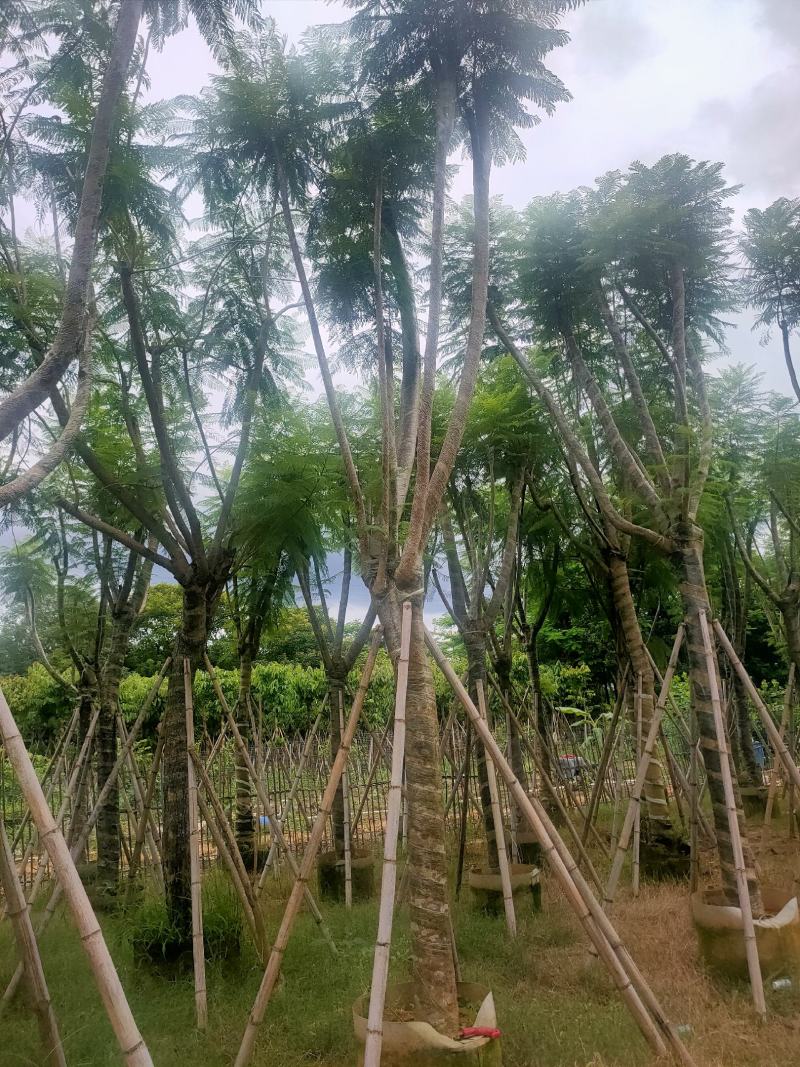 （自家基地）蓝花楹15-18公分大量供应
