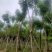 （自家基地）蓝花楹15-18公分大量供应