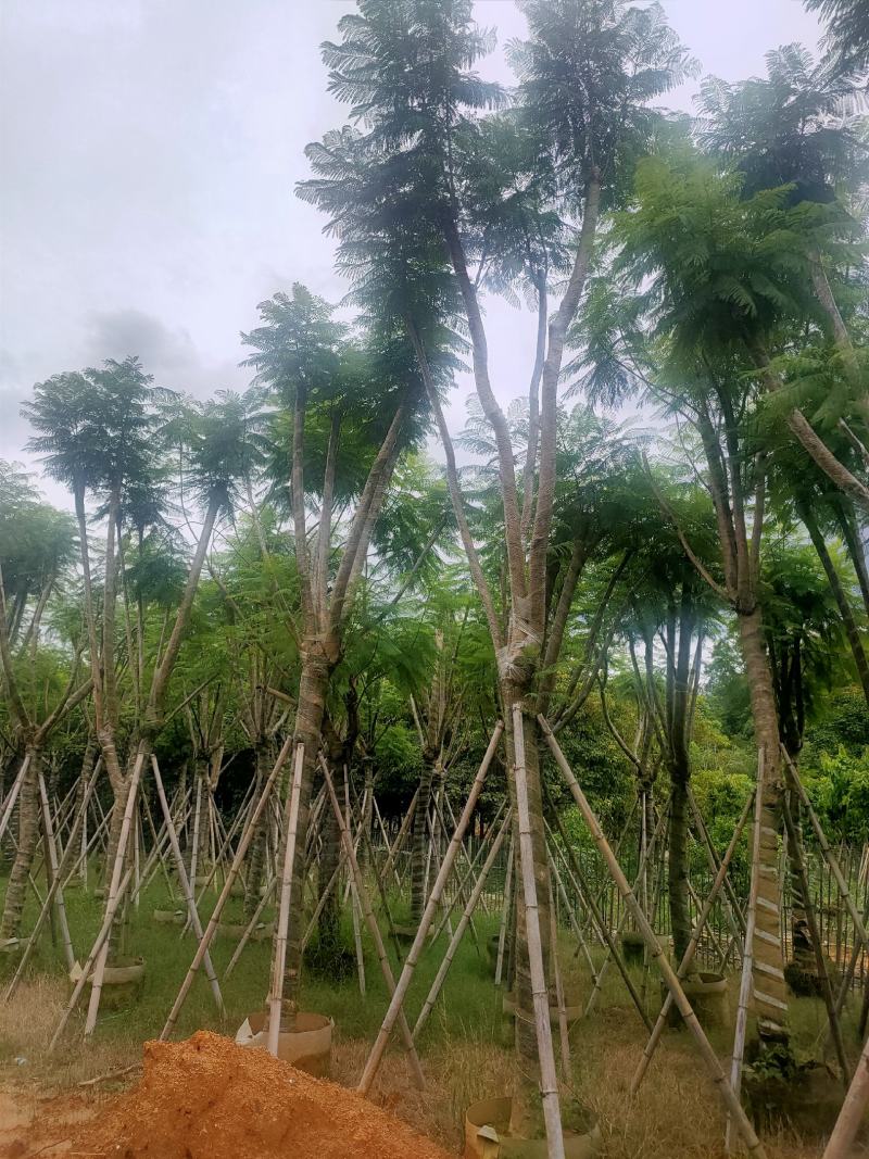 （自家基地）蓝花楹15-18公分大量供应