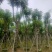 （自家基地）蓝花楹15-18公分大量供应
