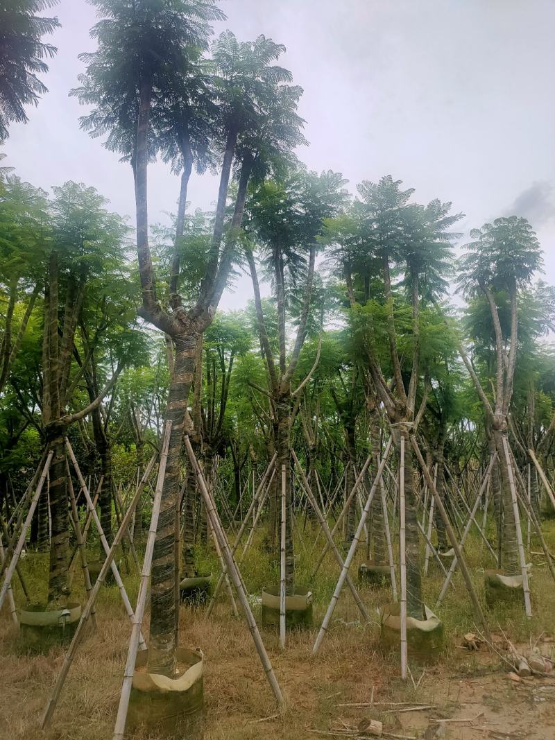 （自家基地）蓝花楹15-18公分大量供应