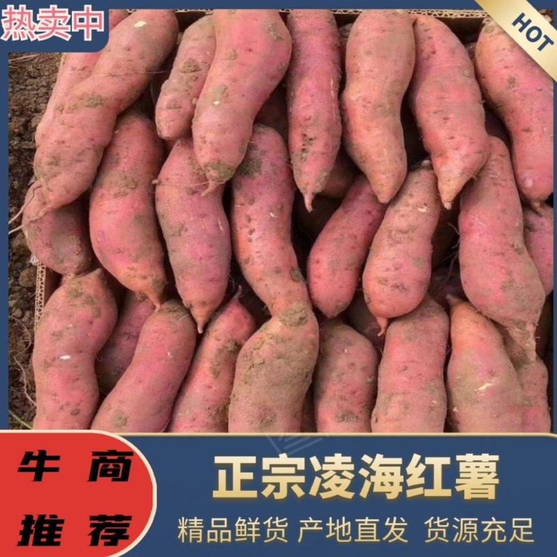 【诚信】辽宁凌海早丰红薯大量出货红薯基地货源充足