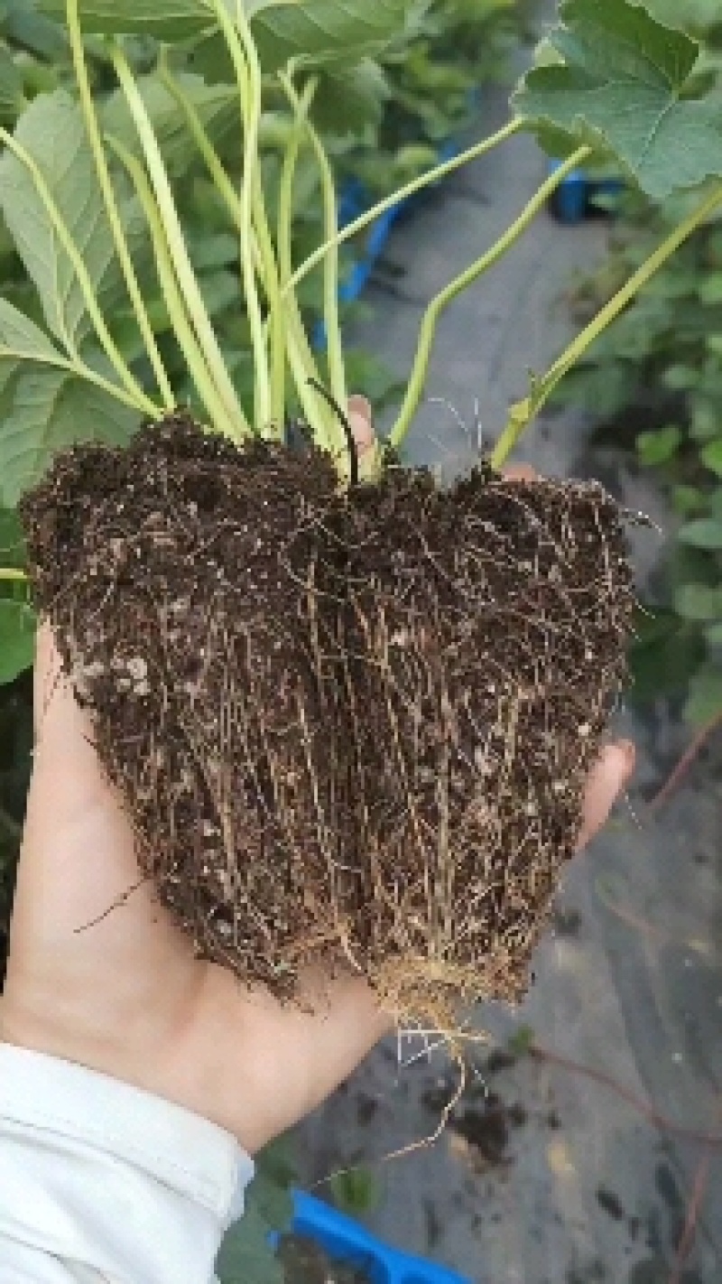 隋珠草莓苗基地现挖现发脱毒育苗根系好包活