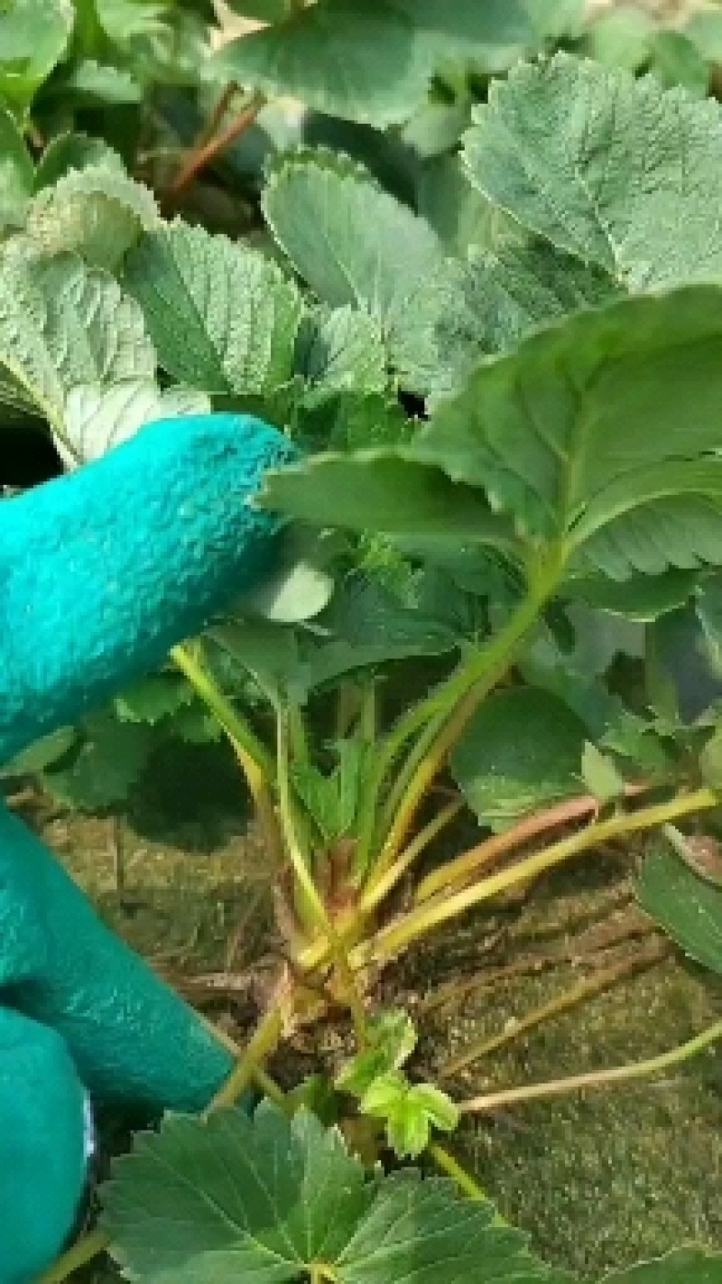 隋珠草莓苗基地现挖现发脱毒育苗根系好包活