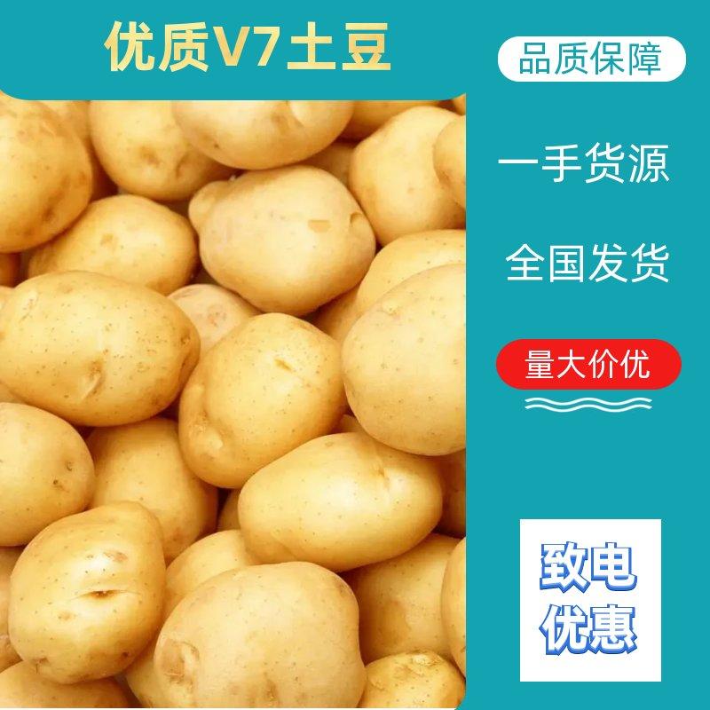 【荐】精品希森土豆，一手货源品质保障，品类全对接商超