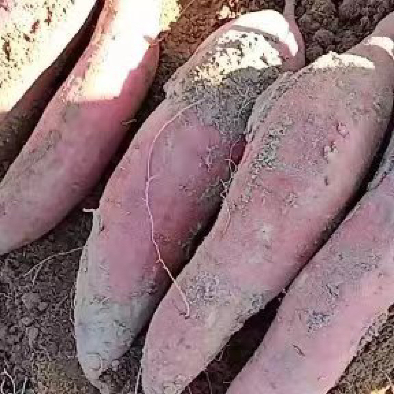 西瓜红红薯，条型均匀无沟无虫眼，甜糯无丝，