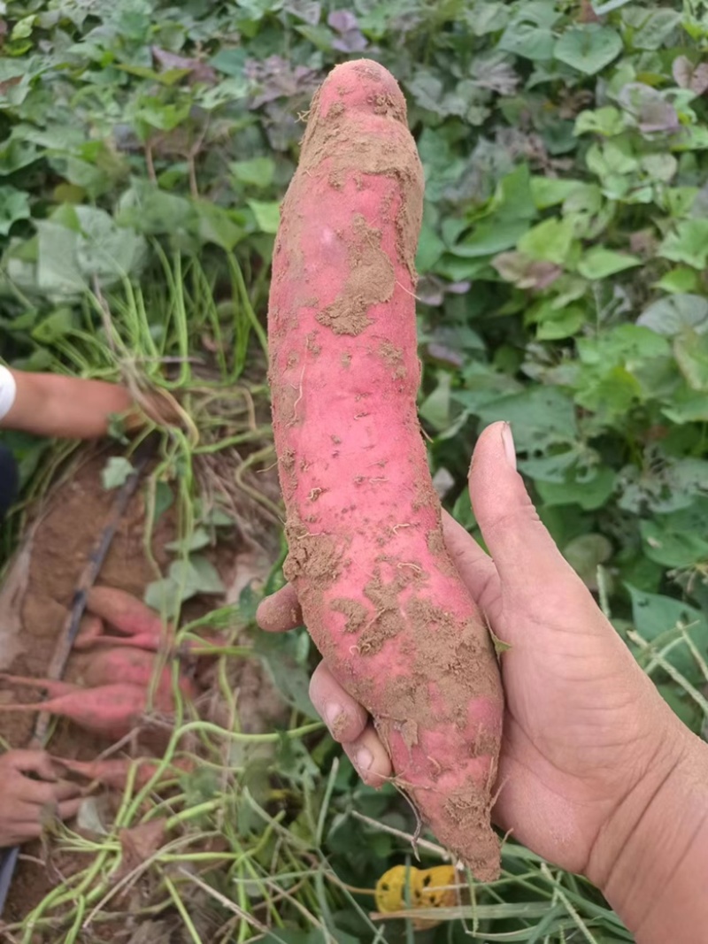 西瓜红红薯，条型均匀无沟无虫眼，甜糯无丝，