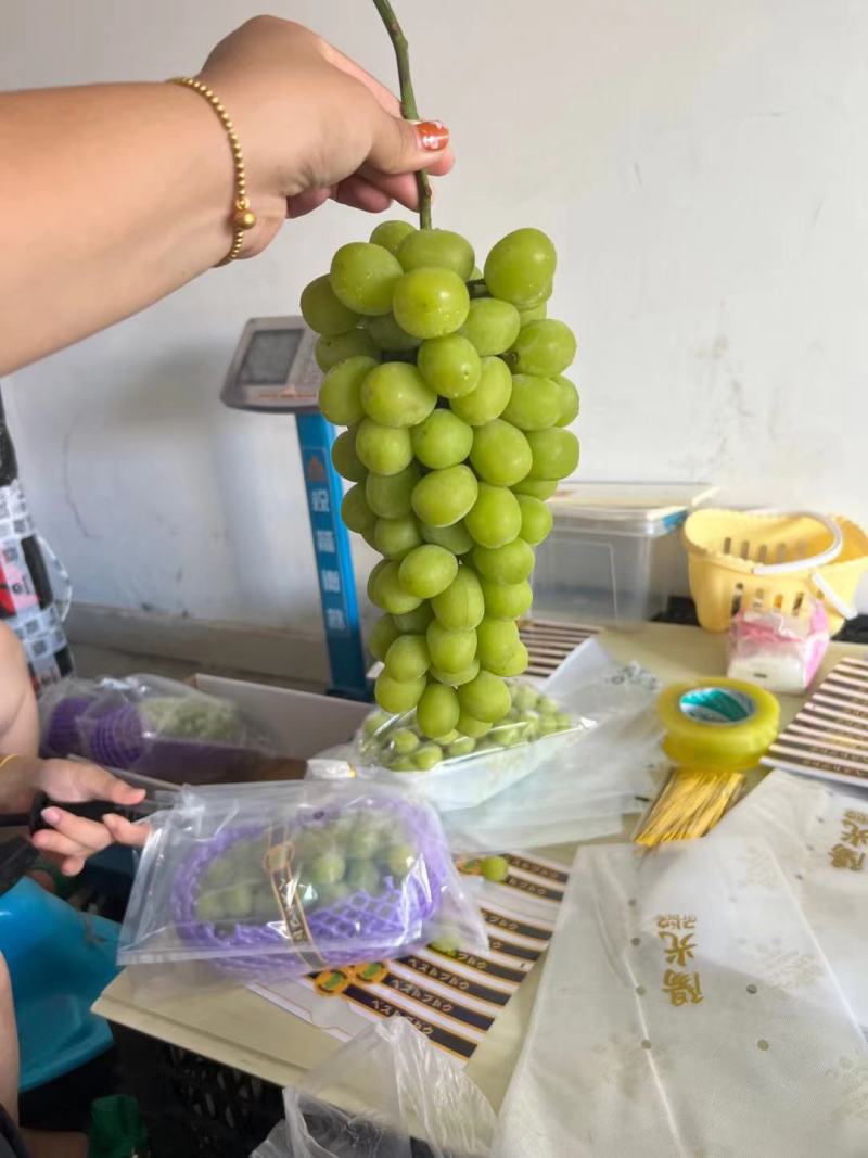晋州阳光玫瑰葡萄大量上市一手货源质量保证对接全国商超