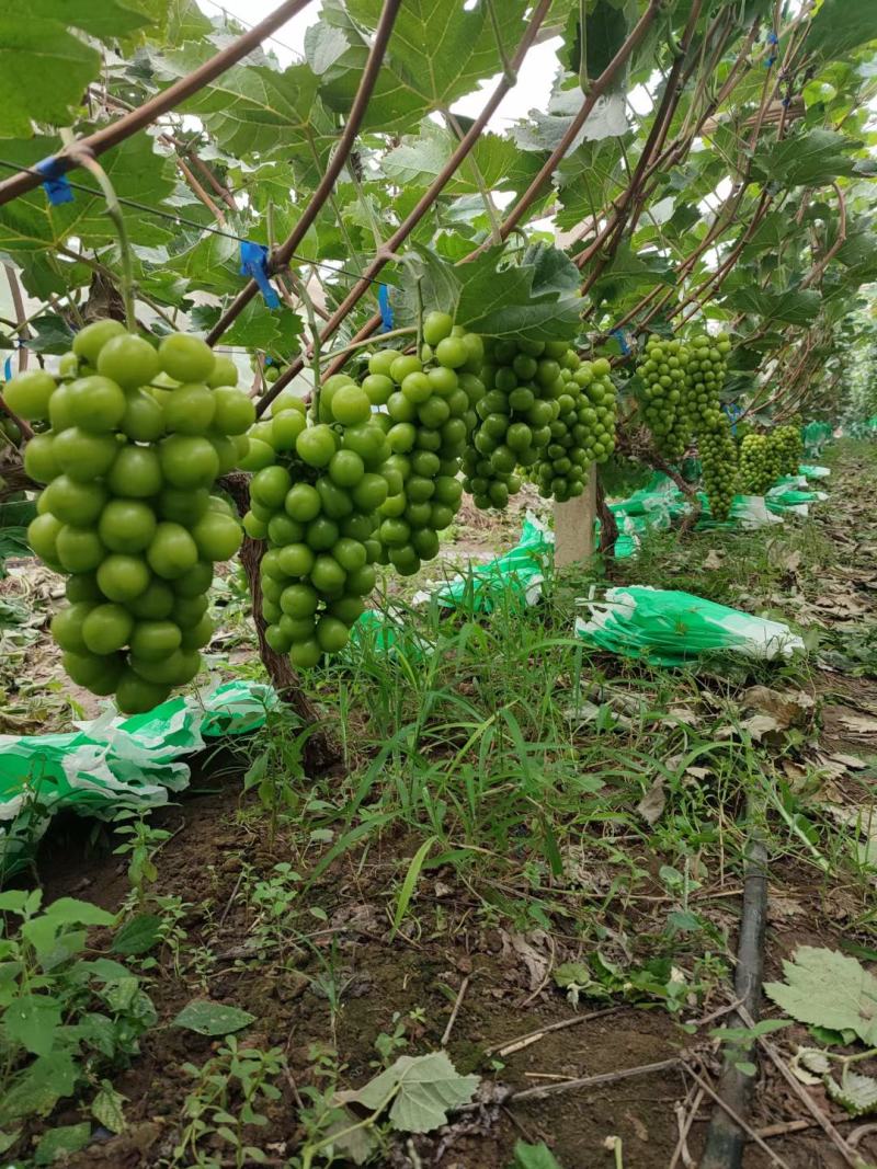 晋州阳光玫瑰葡萄大量上市一手货源质量保证对接全国商超