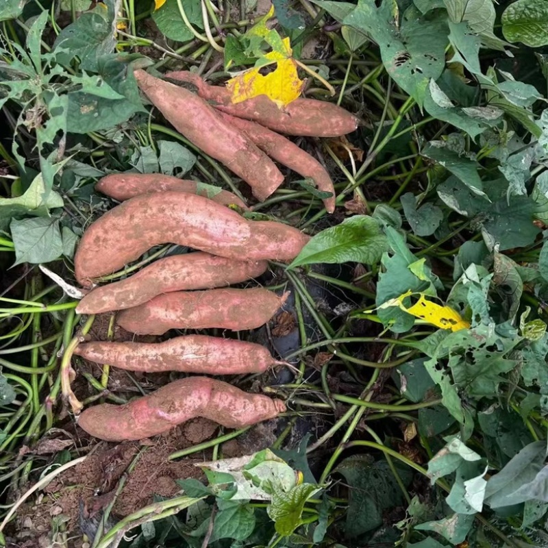 【精品推荐】白哈密红薯，条型均匀甜糯无丝，