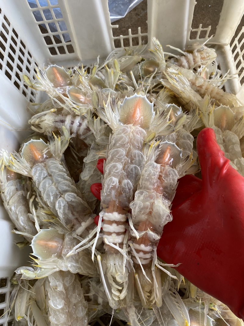 全母带膏熟冻皮皮虾带籽濑尿批发虾爬子【质量**】