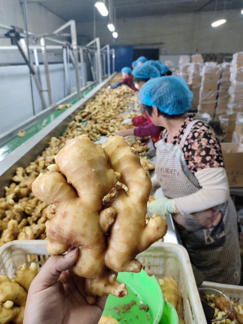 山东大黄姜。山东生姜万亩种植基地。水洗姜，带土姜。