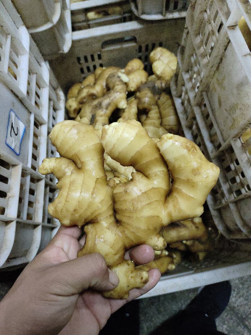 山东大黄姜。山东生姜万亩种植基地。水洗姜，带土姜。