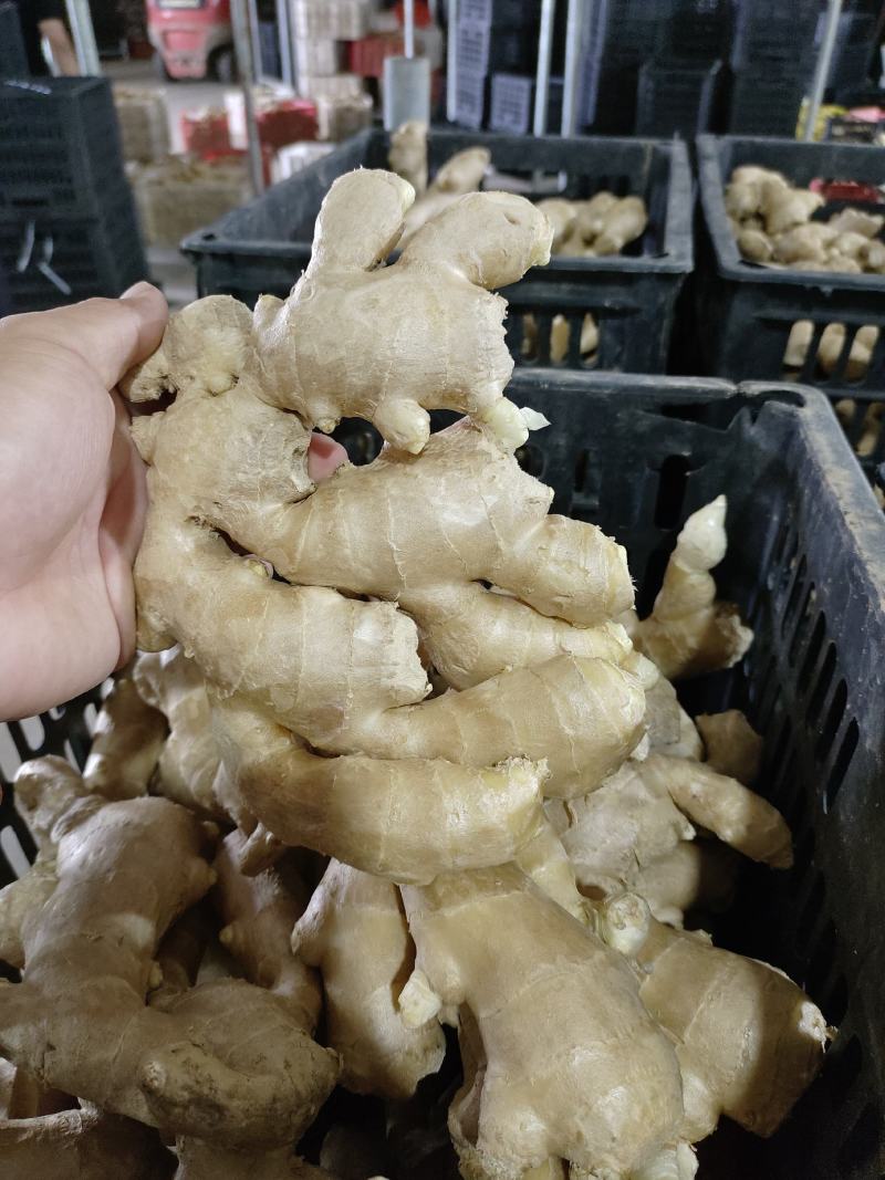 山东大黄姜。山东生姜万亩种植基地。水洗姜，带土姜。