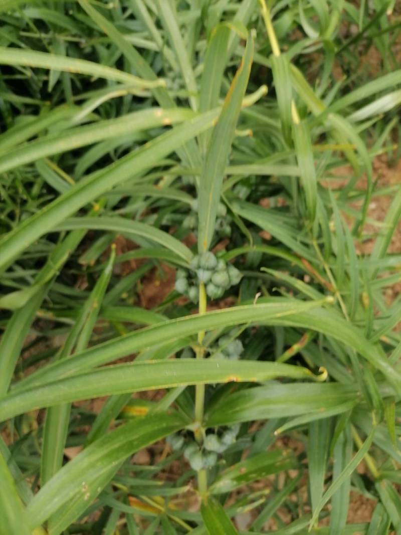 黄精种子5吨