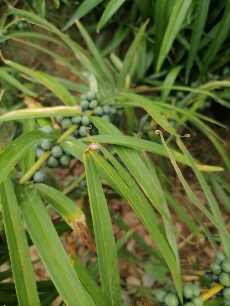 黄精种子5吨