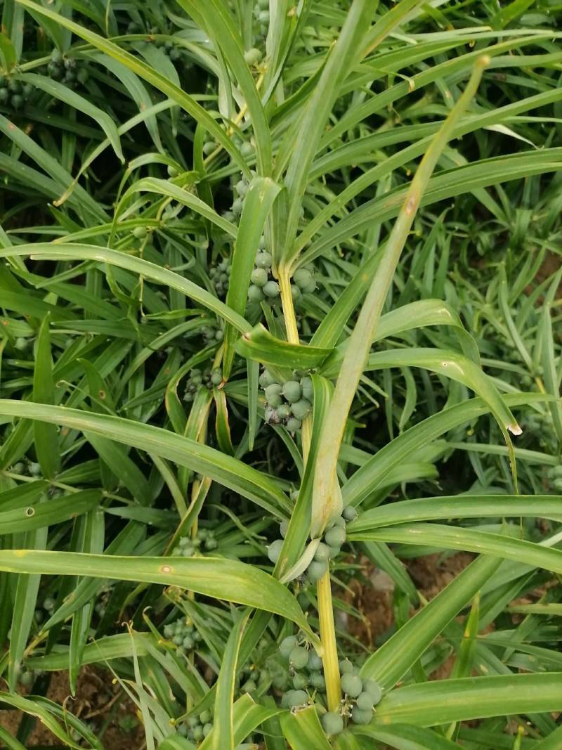 黄精种子5吨