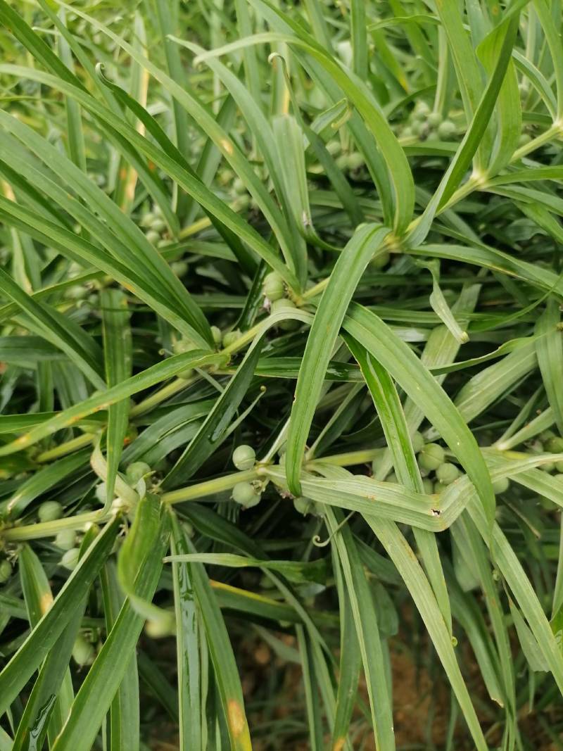 黄精种子5吨