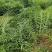 黄精种子5吨