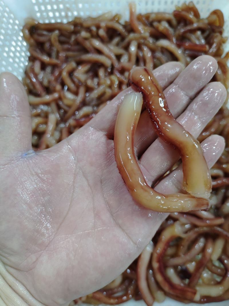 脆口鱿鱼水须段