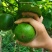 广西桂林市罗汉果，生罗汉果，大量有货，代办代发