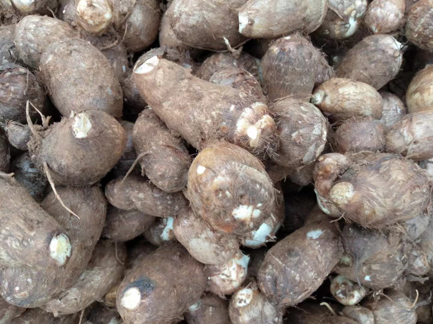 毛芋头与其他类似根茎类作物对比图示