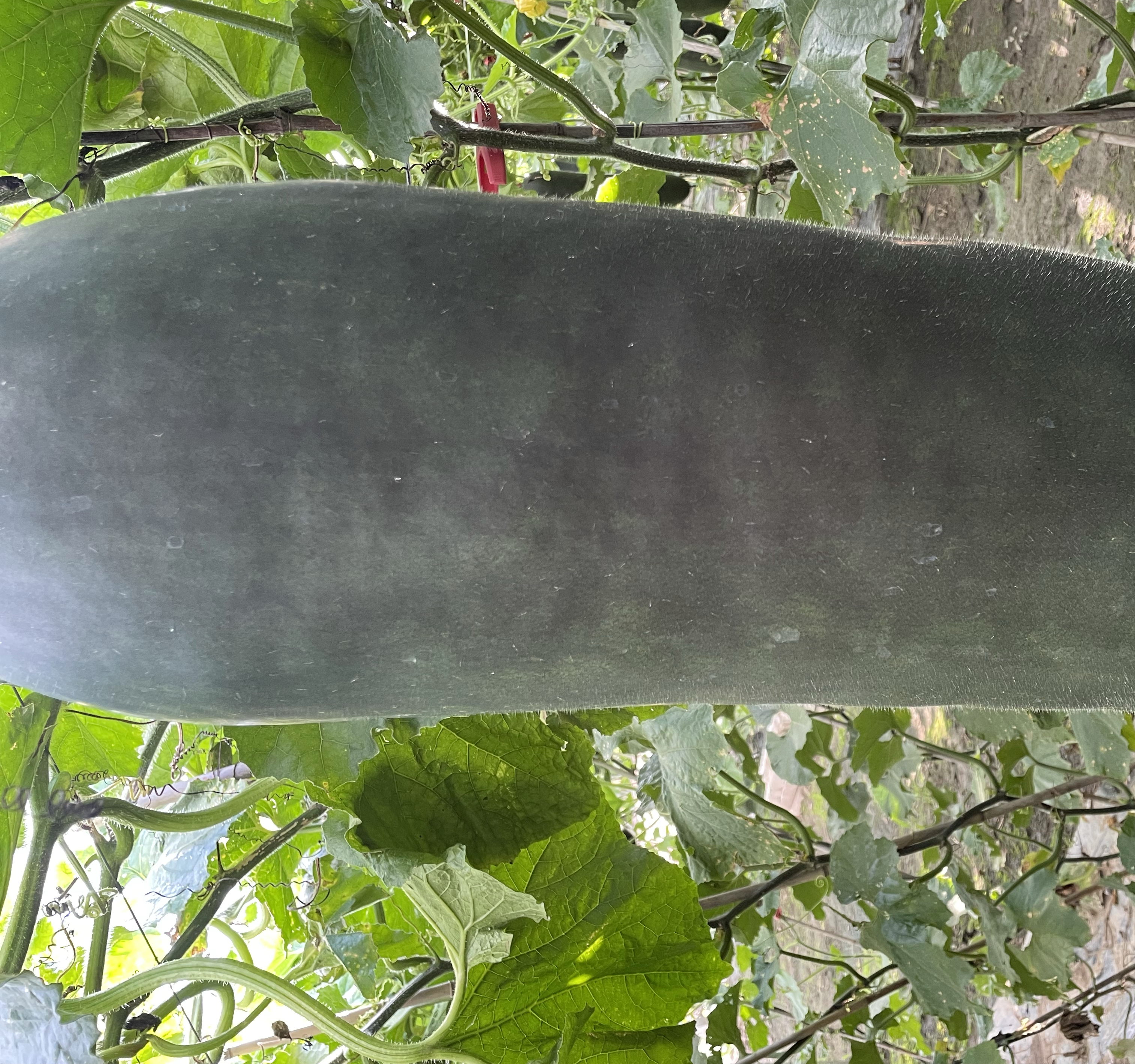 冬瓜冷藏保存示意图:将切开的冬瓜用保鲜膜包裹后放入冰箱冷藏室,保持低温环境以延长保鲜期 冬瓜冷藏保存示意图