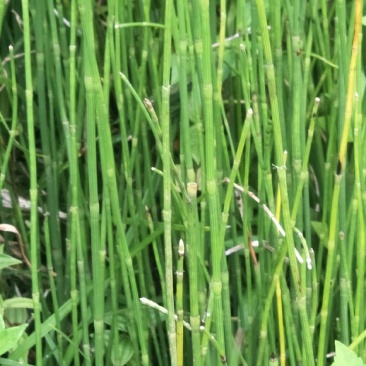 节节草，木贼，野生，无化肥农药污染，药用价值好，可绿化盆