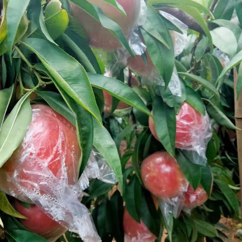 【牛商优选】陕西大荔县毛桃，口感好，价格优，致电优惠