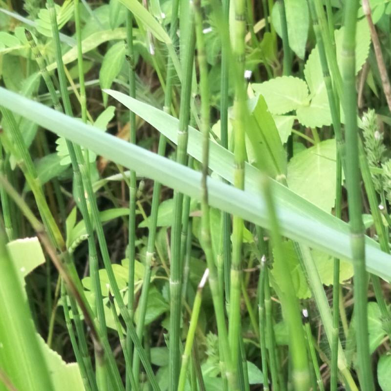 节节草，木贼，野生，无化肥农药污染，药用价值好，可绿化盆