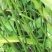 节节草，木贼，野生，无化肥农药污染，药用价值好，可绿化盆
