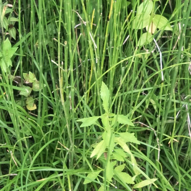节节草，木贼，野生，无化肥农药污染，药用价值好，可绿化盆