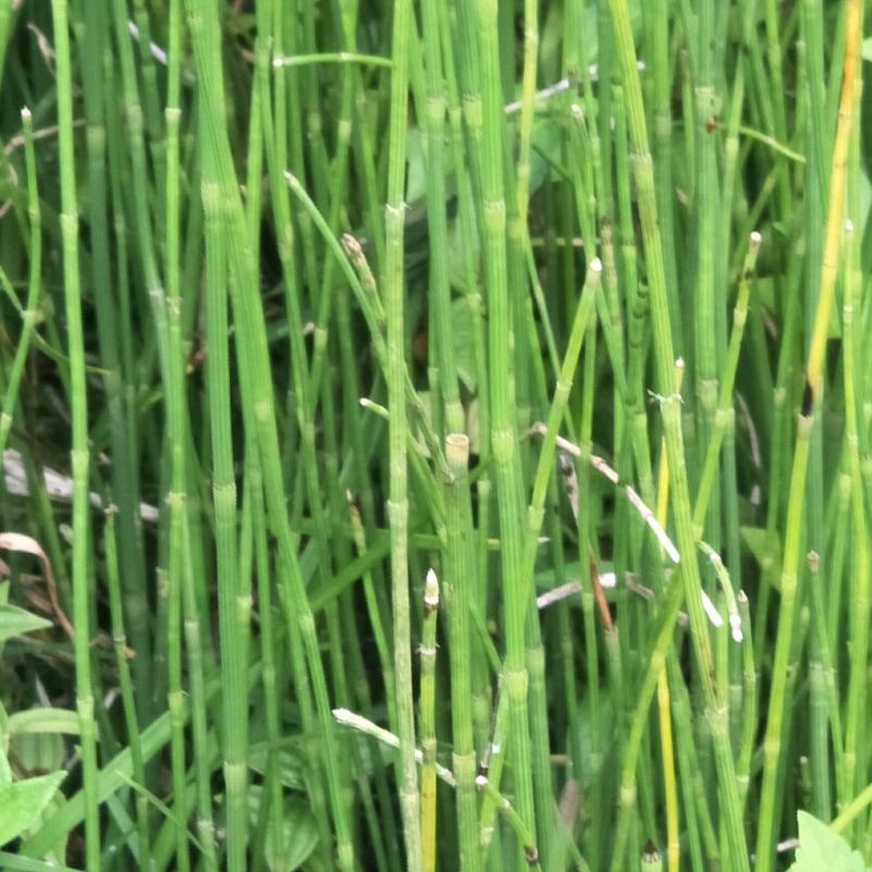 节节草，木贼，野生，无化肥农药污染，药用价值好，可绿化盆