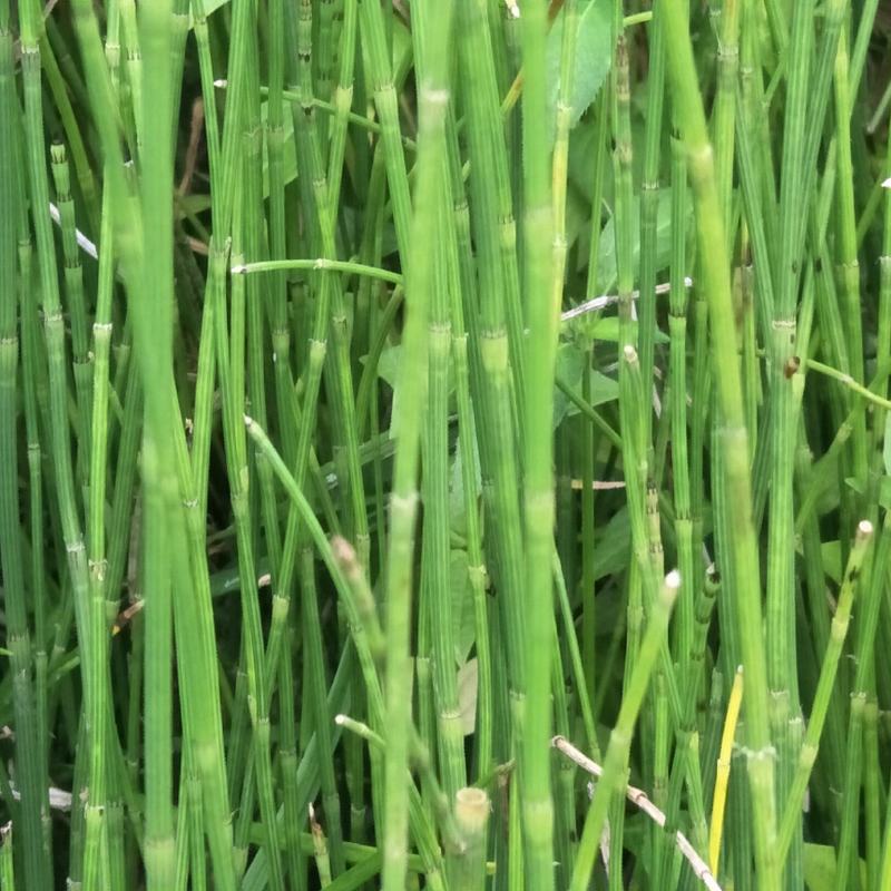 节节草，木贼，野生，无化肥农药污染，药用价值好，可绿化盆