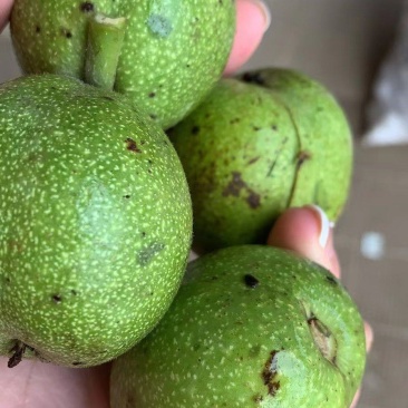 沂蒙山青皮核桃