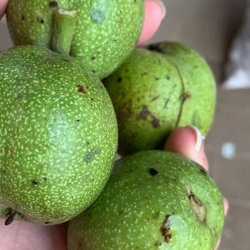 沂蒙山青皮核桃