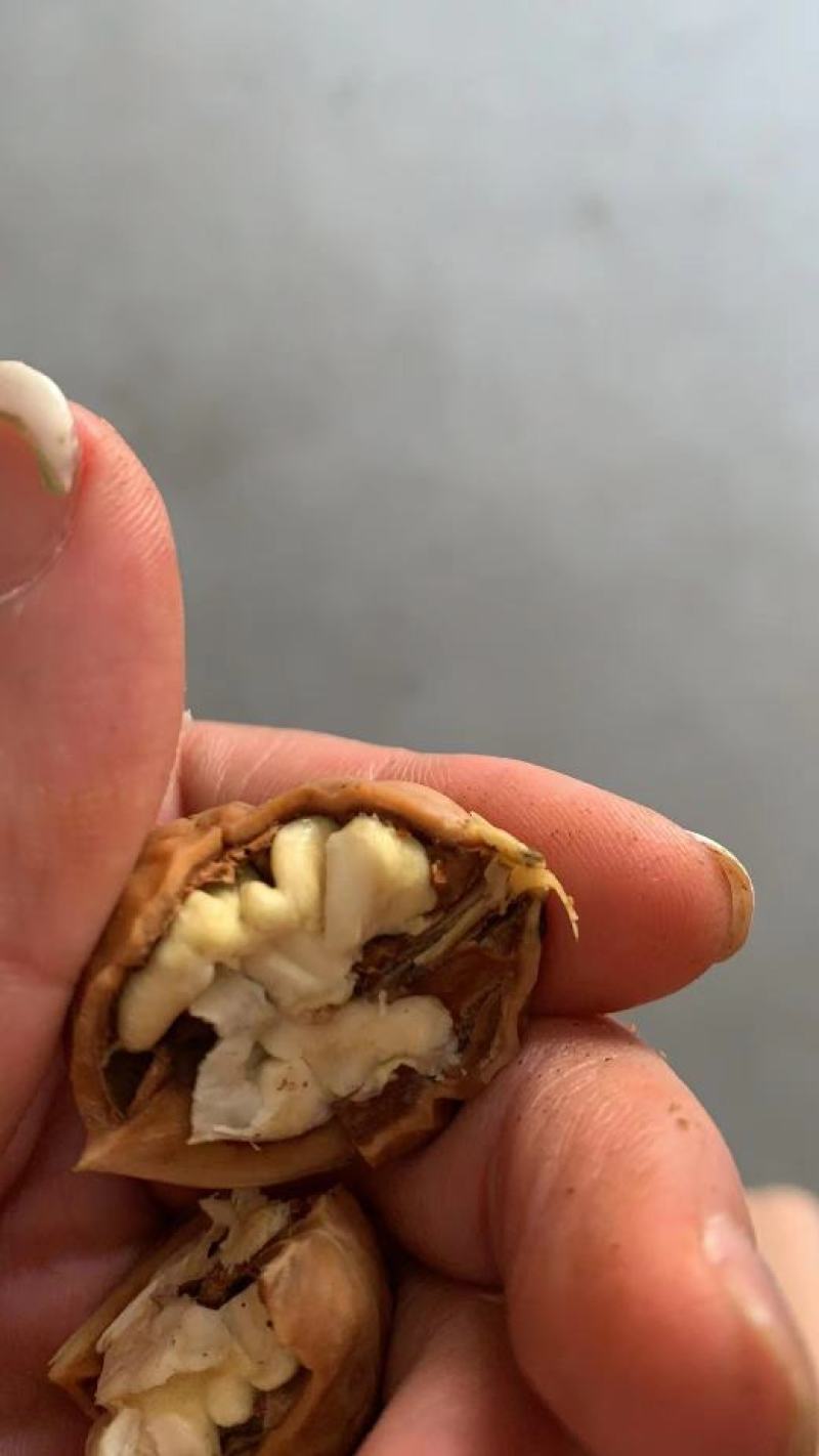 沂蒙山青皮核桃