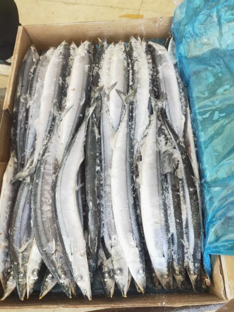 秋刀鱼码头直发船冻品质新鲜冷冻特大号，海鲜烧烤食材