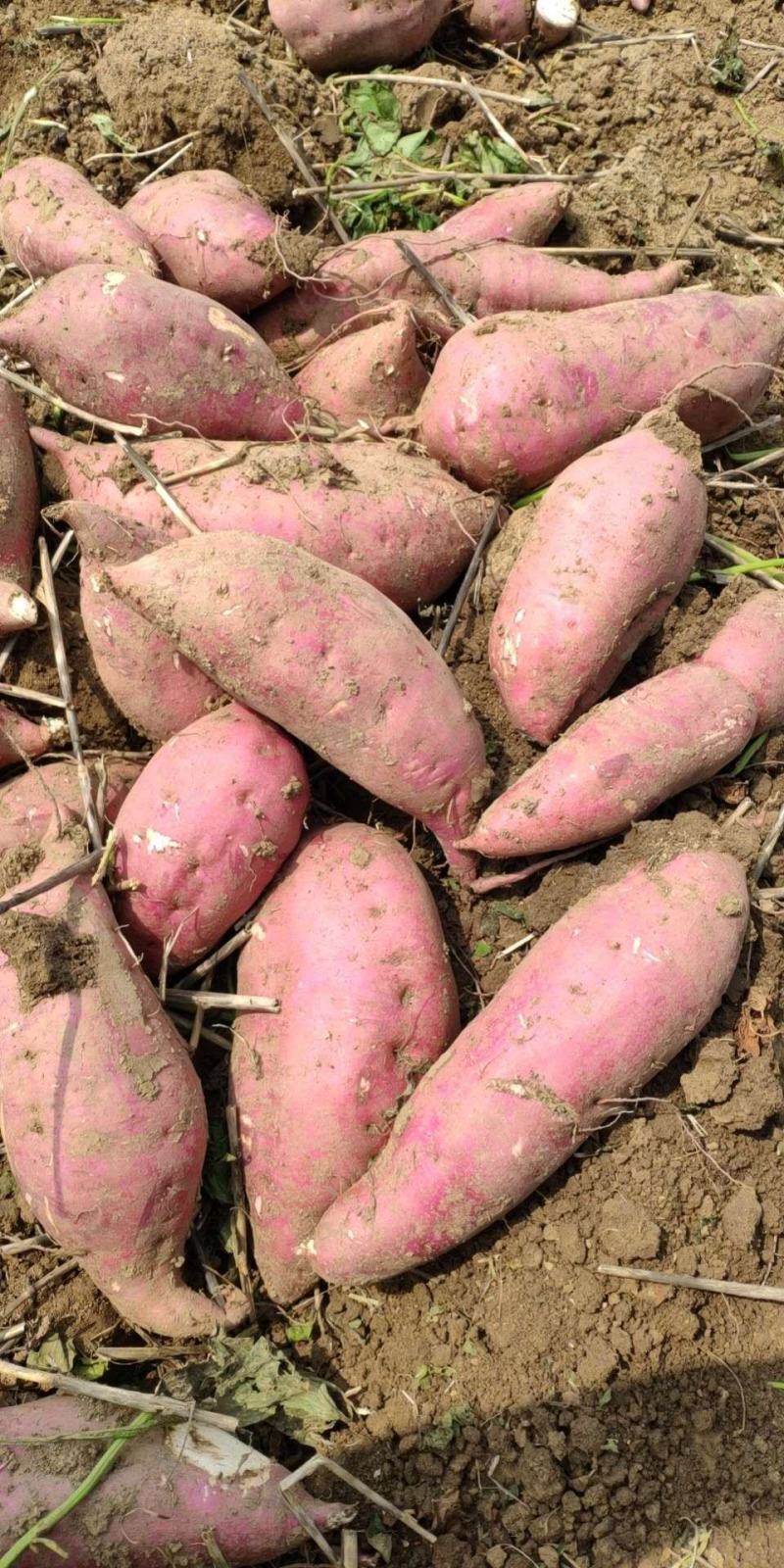 红薯商薯19产地直供大量上市口感好品种全欢迎客商采购。