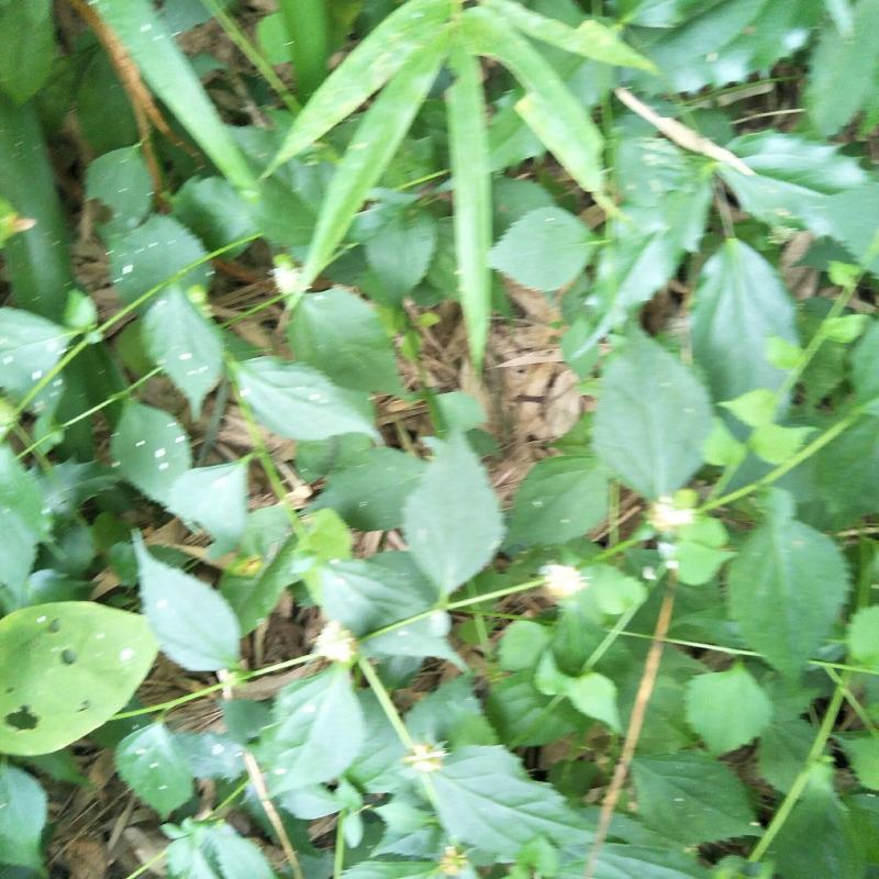 腹水草，野生，无化肥农药污染，药用价值多，可绿化盆栽，观