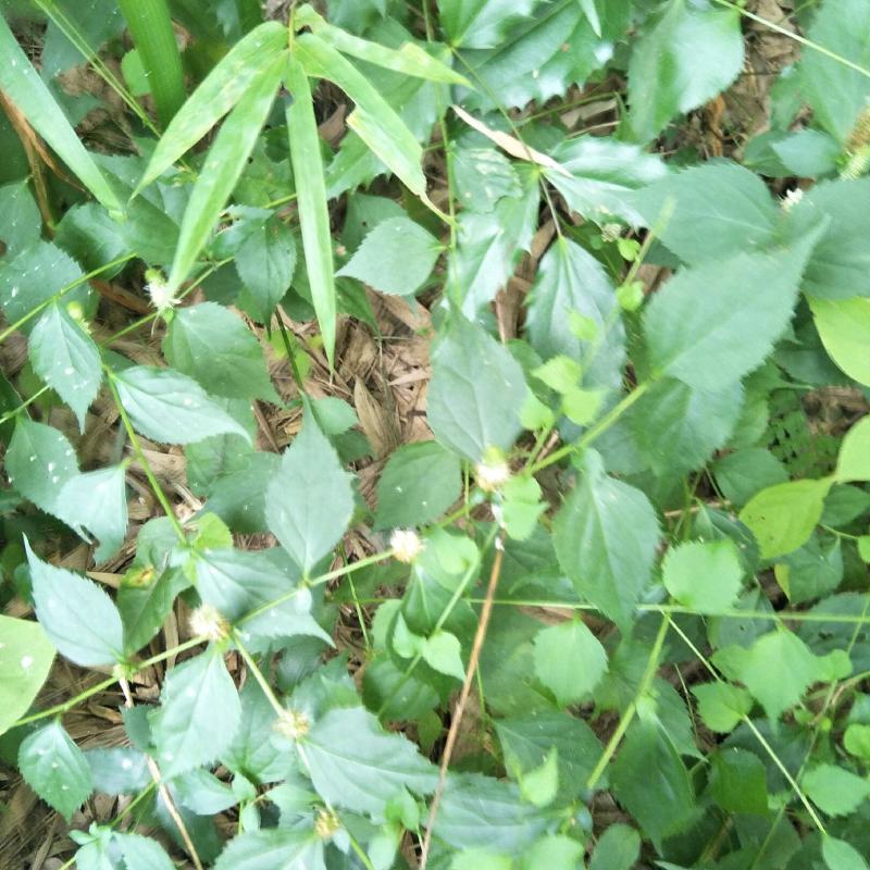 腹水草，野生，无化肥农药污染，药用价值多，可绿化盆栽，观
